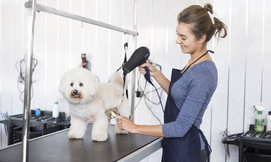 Pet Grooming Care