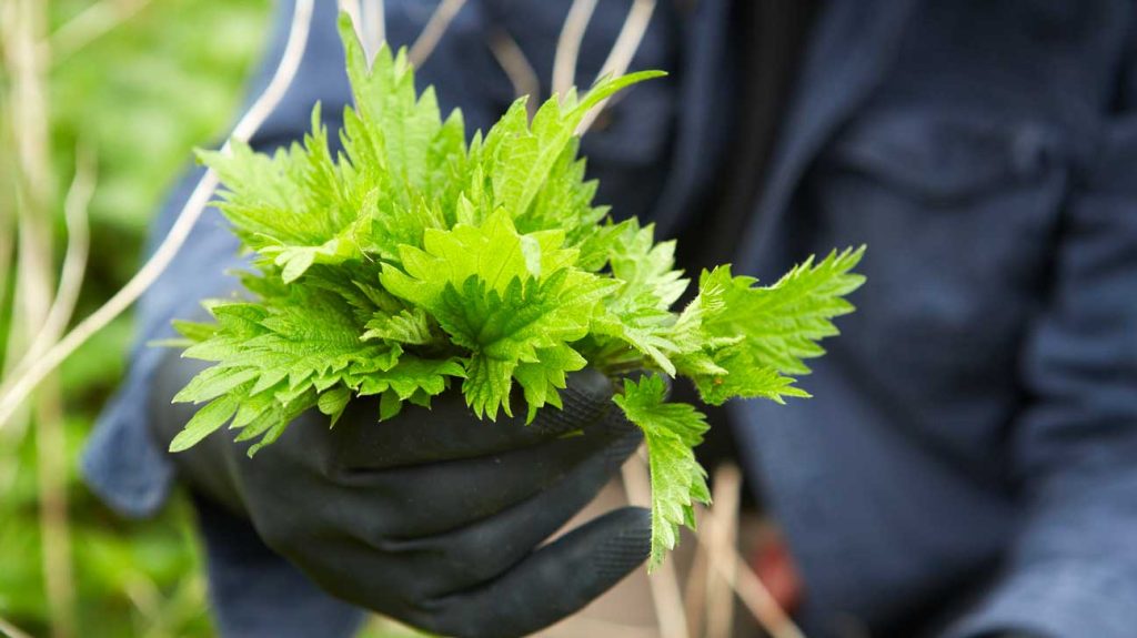 Nettle Tincture 